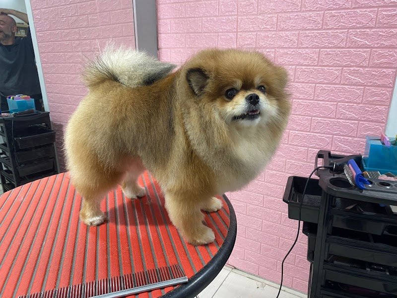 Stardogs Beauty Salon - Foto 4