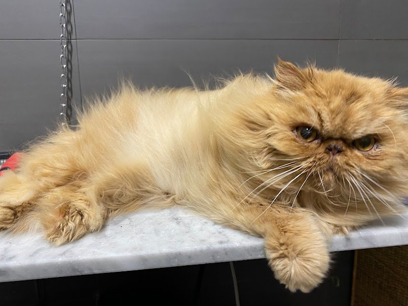 Stardogs Beauty Salon - Foto 5