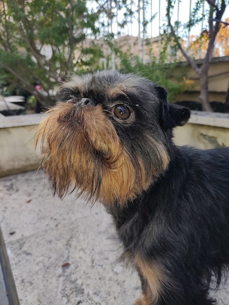 Stargroom - toeletta per cani e gatti - Foto 1