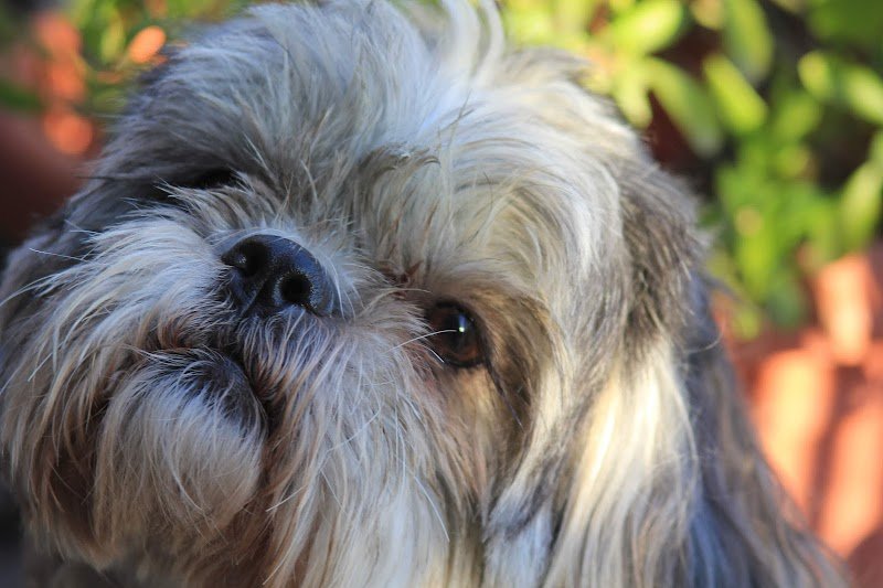 Stargroom - toeletta per cani e gatti - Foto 2