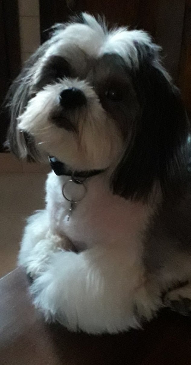 Stargroom - toeletta per cani e gatti - Foto 3