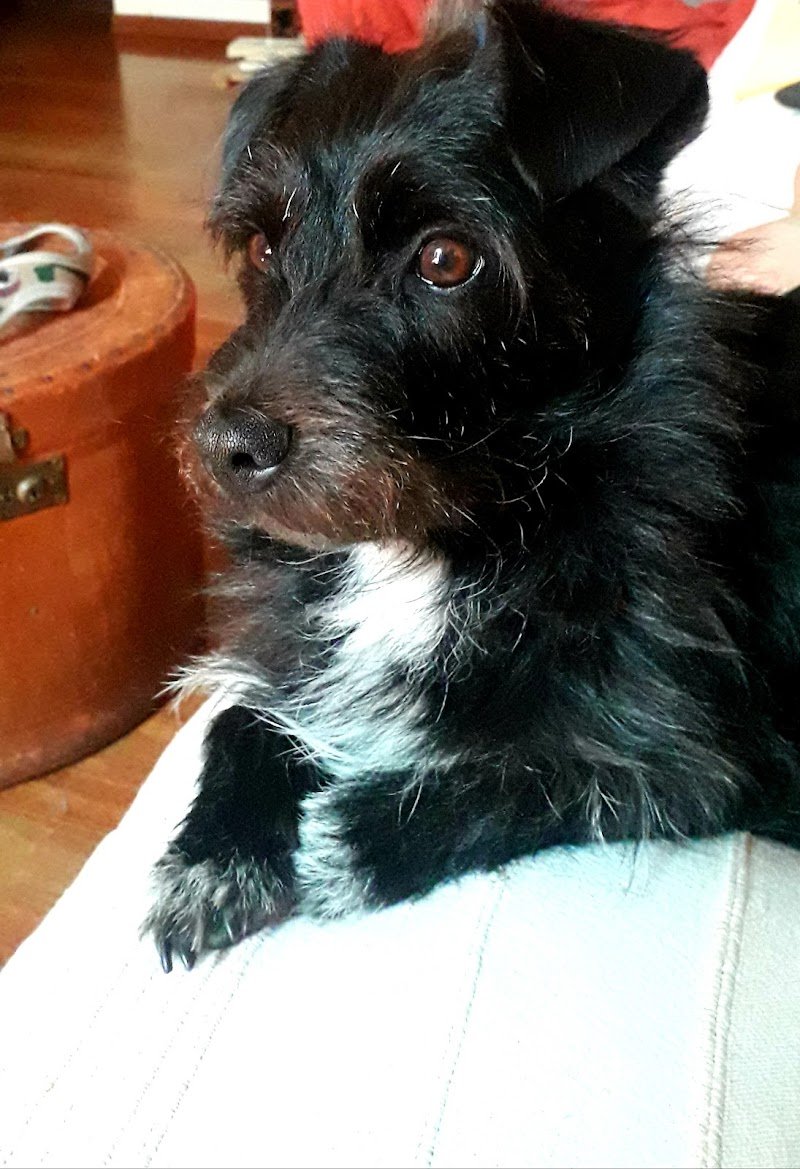 Stargroom - toeletta per cani e gatti - Foto 4