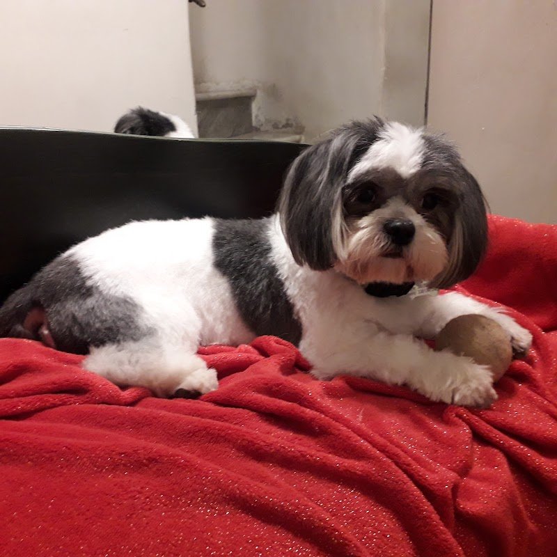 Stargroom - toeletta per cani e gatti - Foto 5