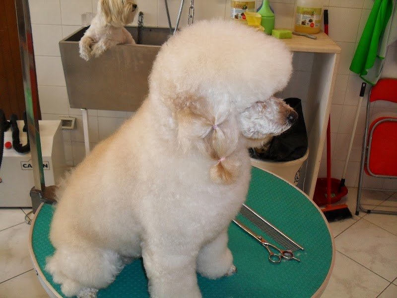 stella quattro zampe - Foto 1