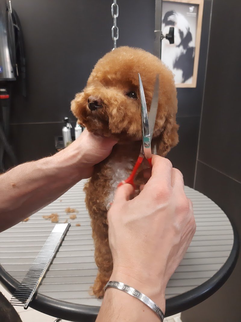 stella quattro zampe - Foto 2