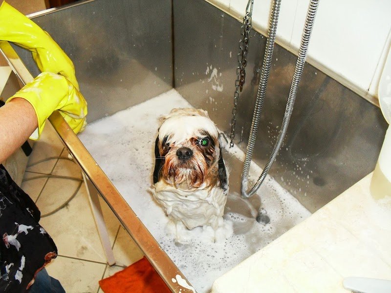 stella quattro zampe - Foto 3