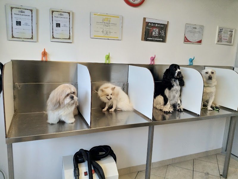 stella quattro zampe - Foto 4