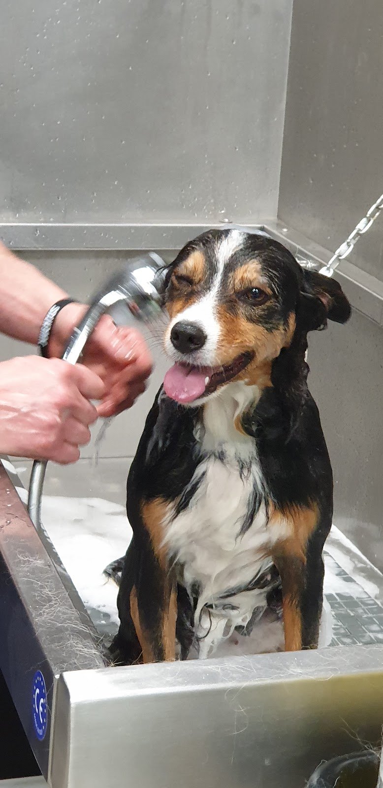 stella quattro zampe - Foto 5