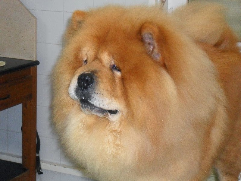 stella quattro zampe - Foto 6