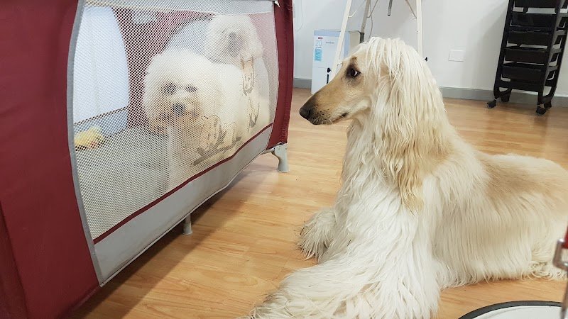 Stella Toelette - Foto 1