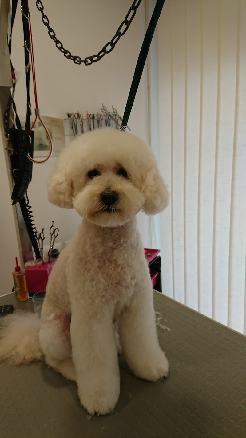 Stella Toelette - Foto 2