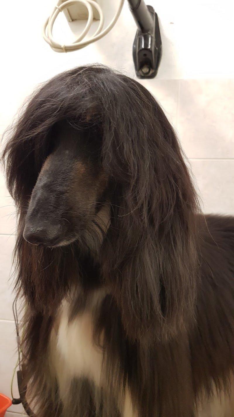 Stella Toelette - Foto 3