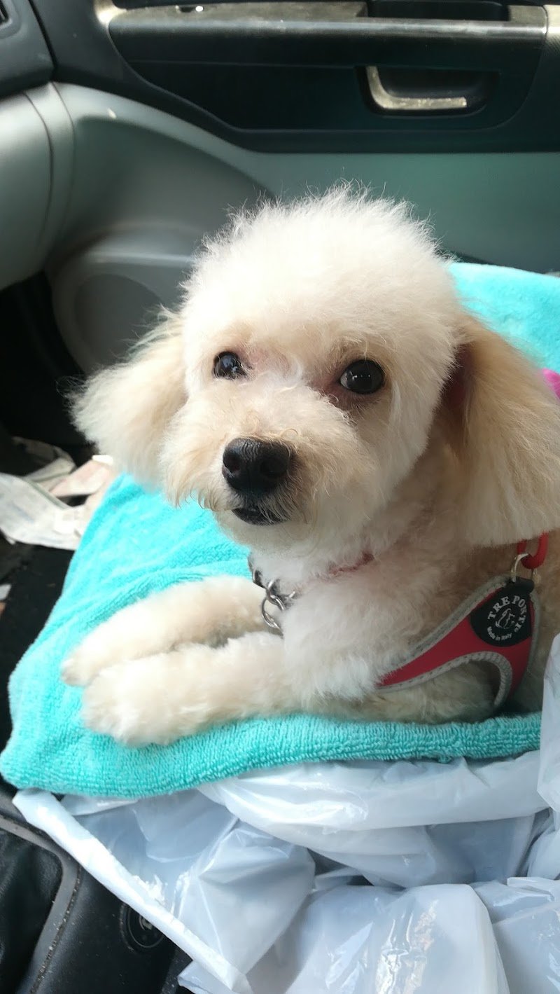 Stella Toelette - Foto 6