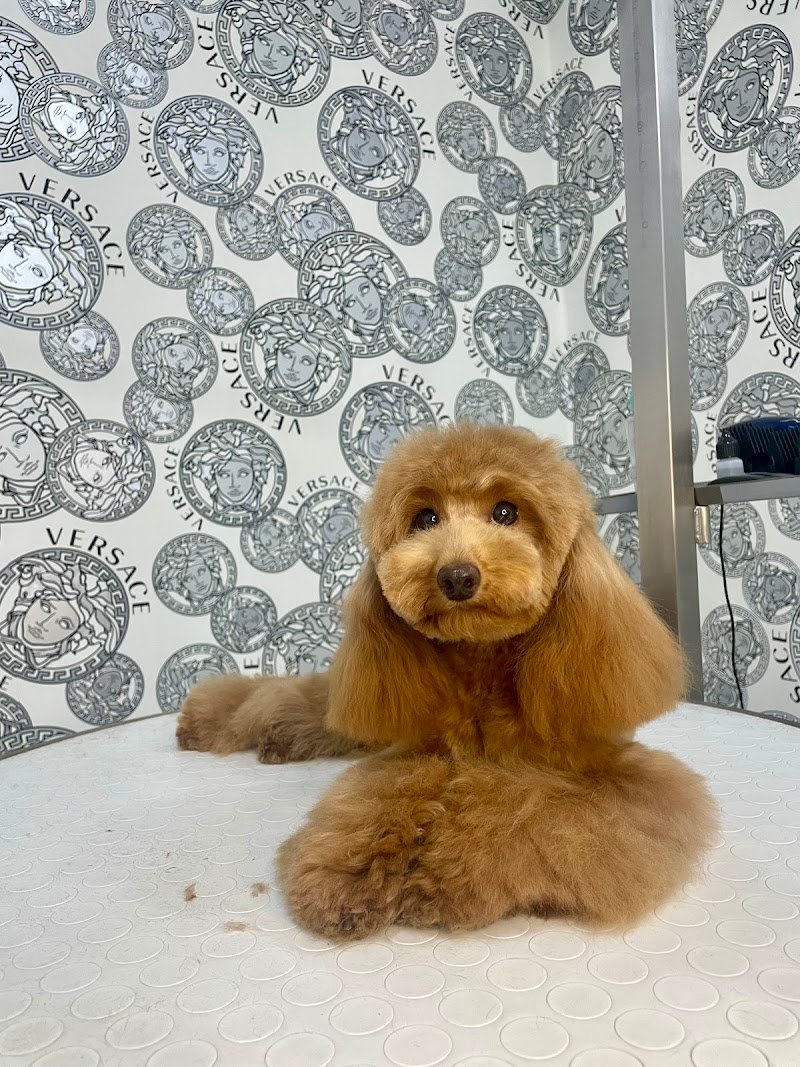 Stelle A 4 Zampe - Foto 1