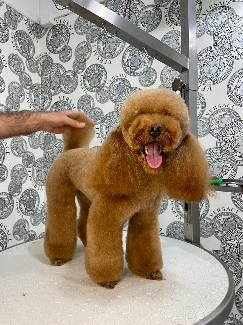 Stelle A 4 Zampe - Foto 2