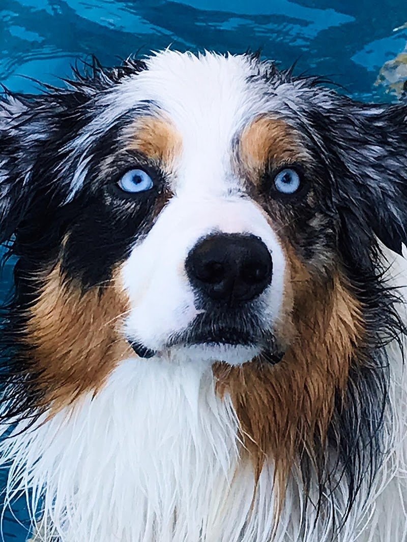 Stelle A 4 Zampe - Foto 3