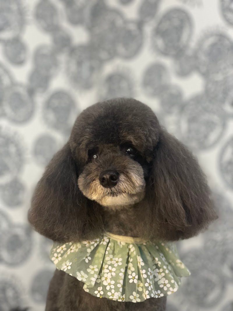 Stelle A 4 Zampe - Foto 4