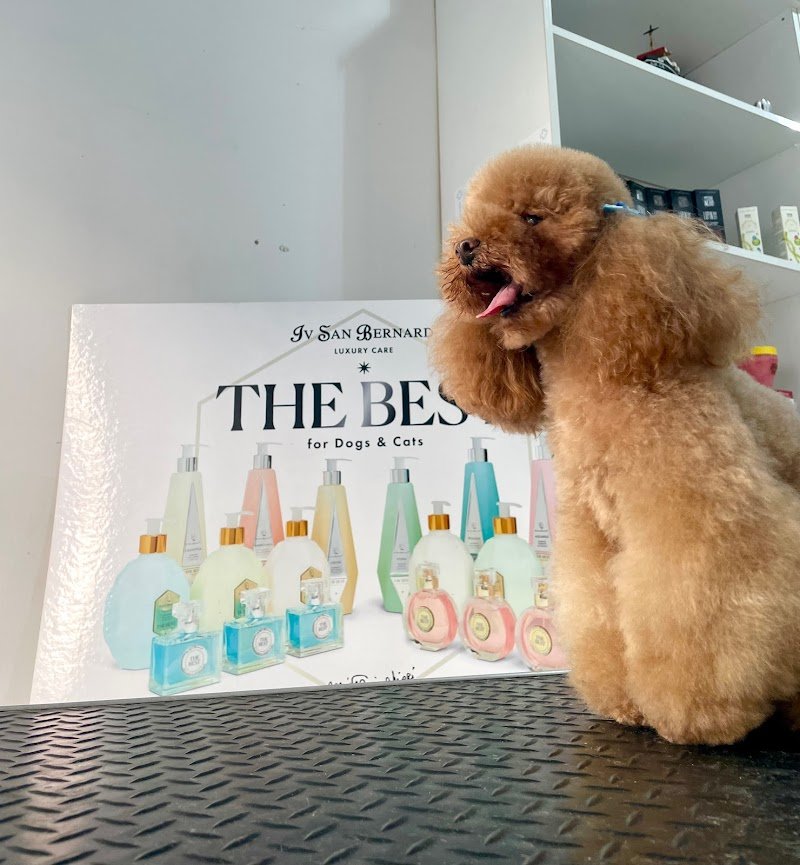 Stelle A 4 Zampe - Foto 5