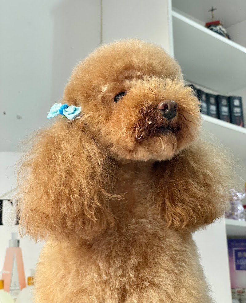 Stelle A 4 Zampe - Foto 6