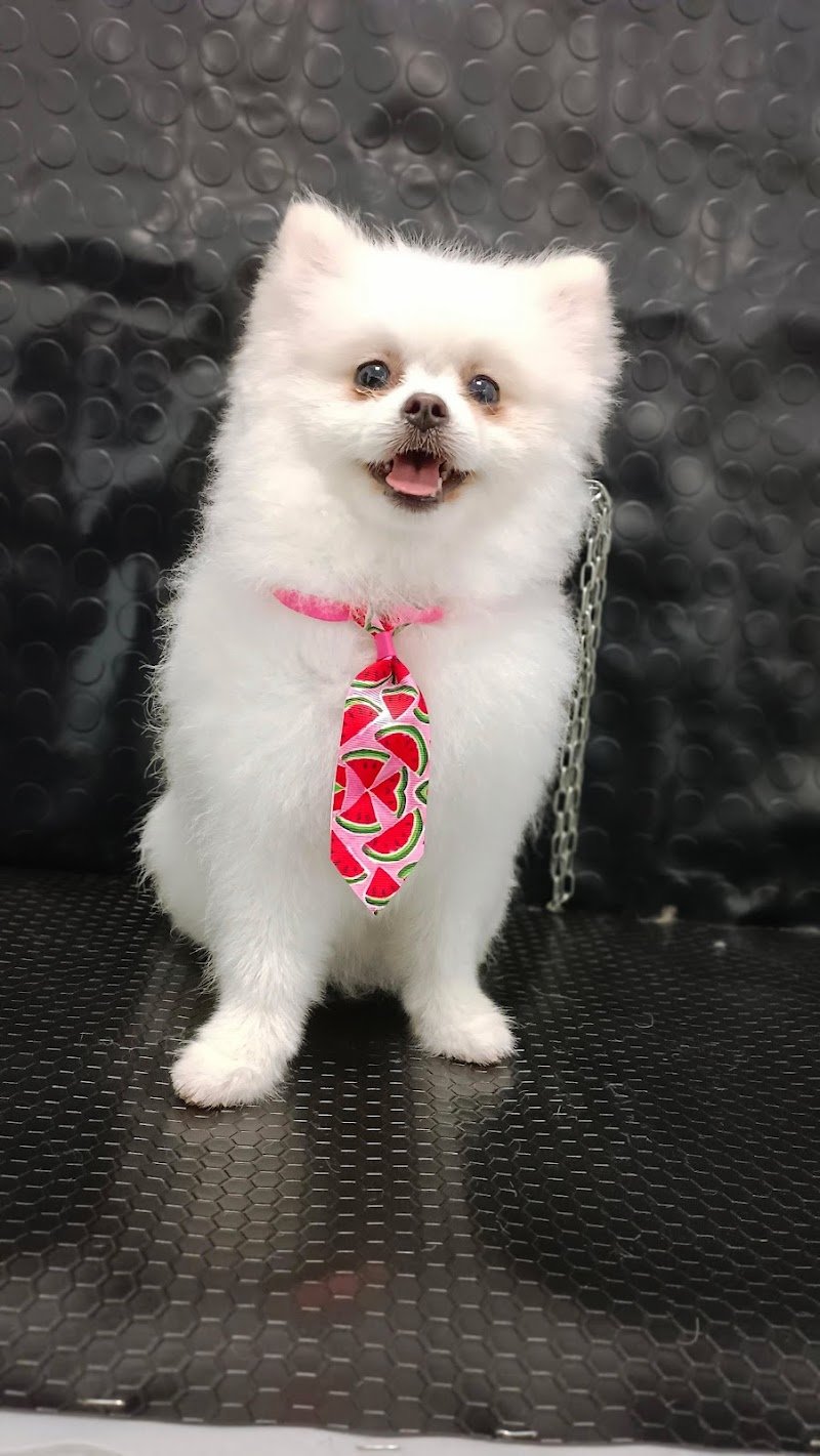 STELLE A 4 ZAMPE - Foto 2