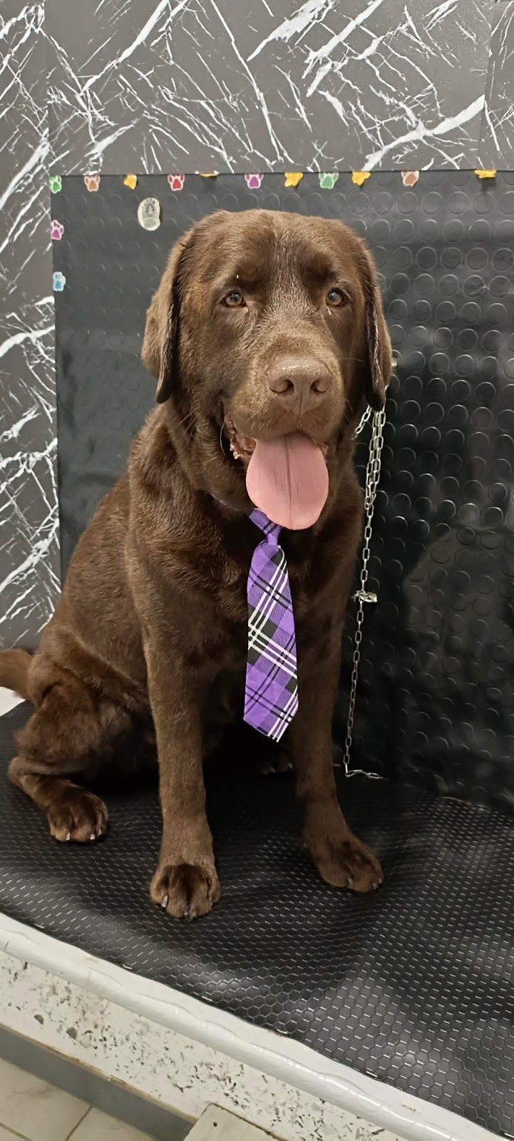 STELLE A 4 ZAMPE - Foto 3