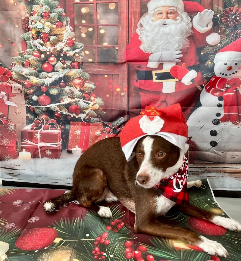 STELLE A 4 ZAMPE - Foto 4