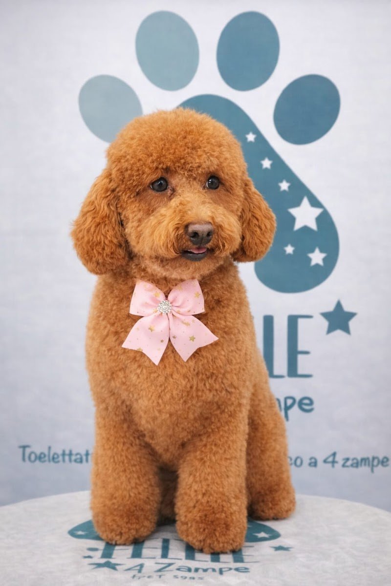 STELLE A 4 ZAMPE - Foto 5