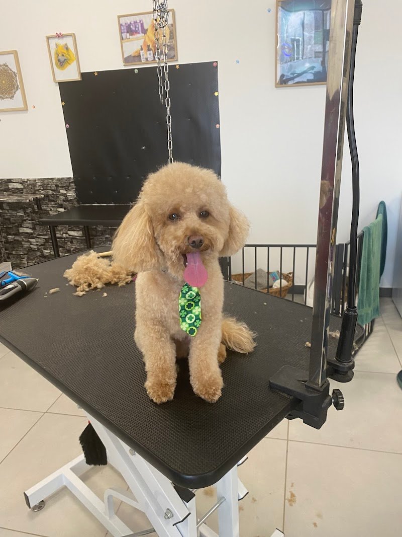 STELLE A 4 ZAMPE - Foto 6