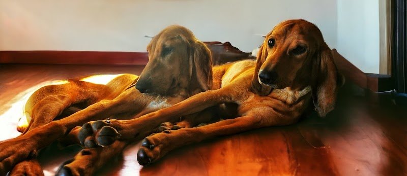 Stelle a 4 Zampe - Foto 3