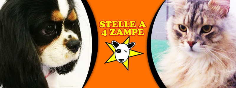 Stelle a 4 Zampe - Foto 4