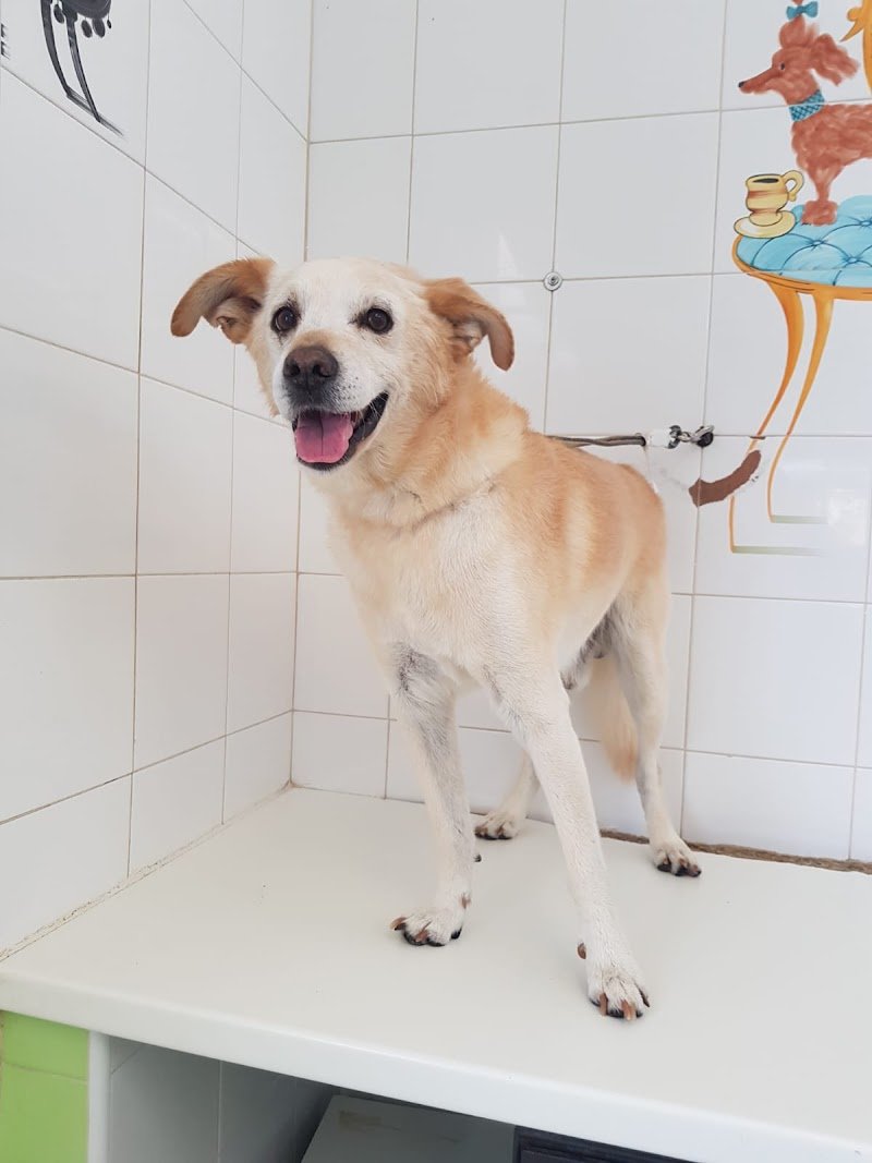 Stelle a 4 Zampe - Toelettatura - Pet Food - Alimentazione per Cani - Collari - Foto 2