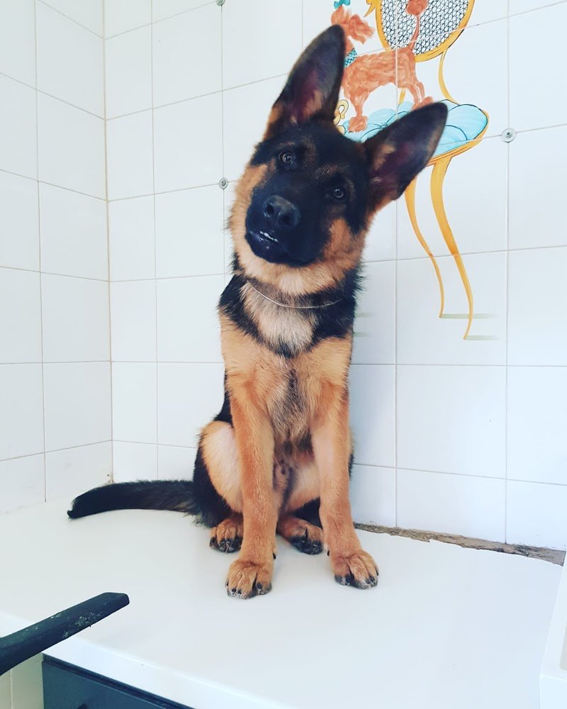 Stelle a 4 Zampe - Toelettatura - Pet Food - Alimentazione per Cani - Collari - Foto 4