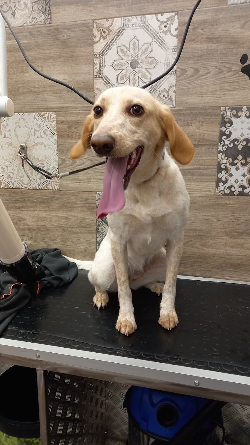 Strapazzami di Coccole | Toelettatura & Spa di Stano Loredana - Foto 6