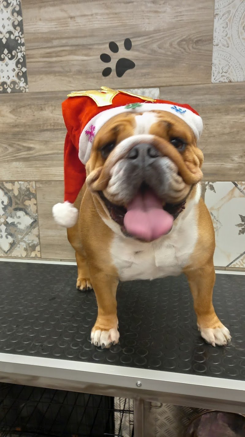 Strapazzami di Coccole | Toelettatura & Spa di Stano Loredana - Foto 3