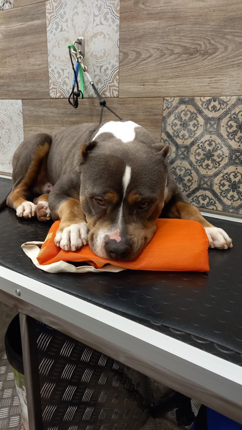 Strapazzami di Coccole | Toelettatura & Spa di Stano Loredana - Foto 5