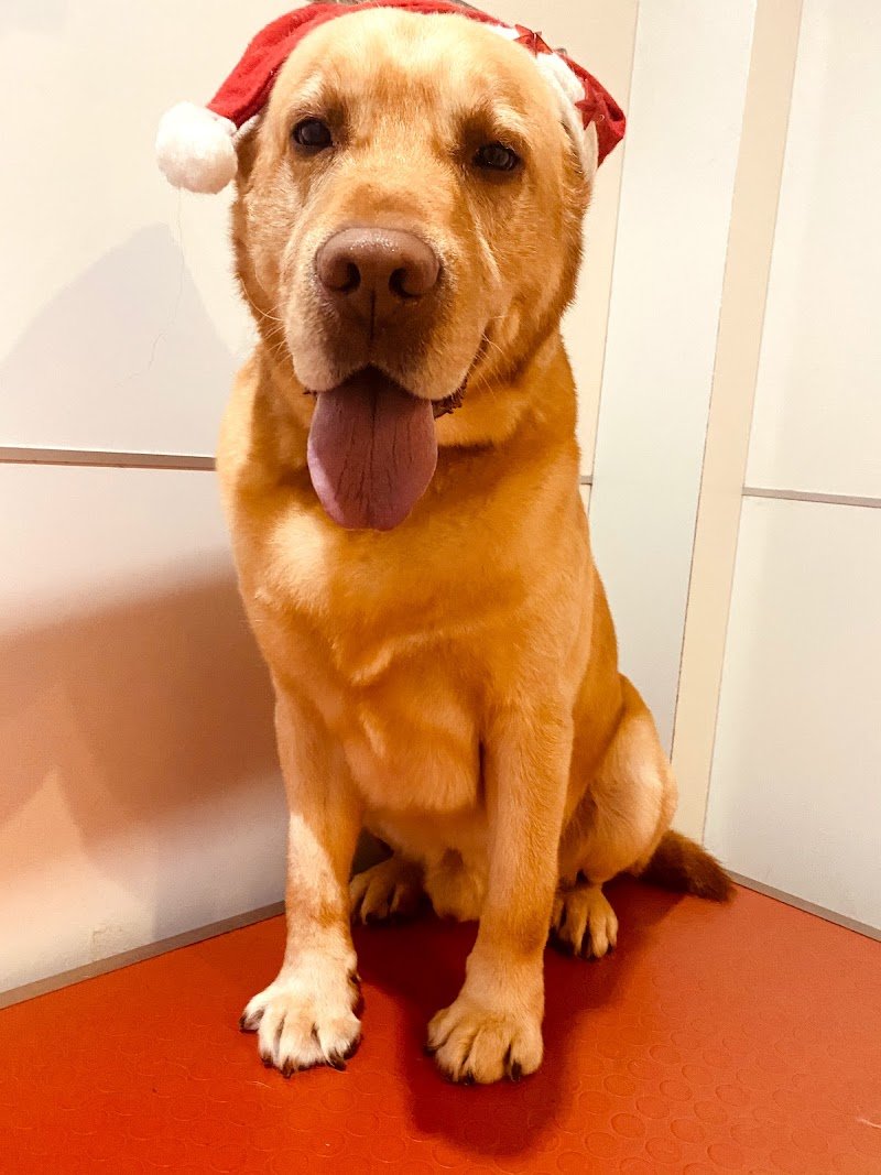 Stray Cats & Dogs - Foto 1