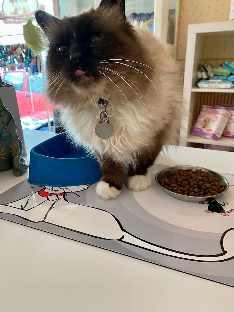 Stray Cats & Dogs - Foto 3