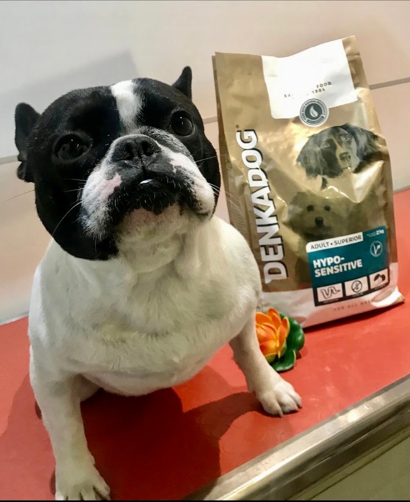 Stray Cats & Dogs - Foto 4