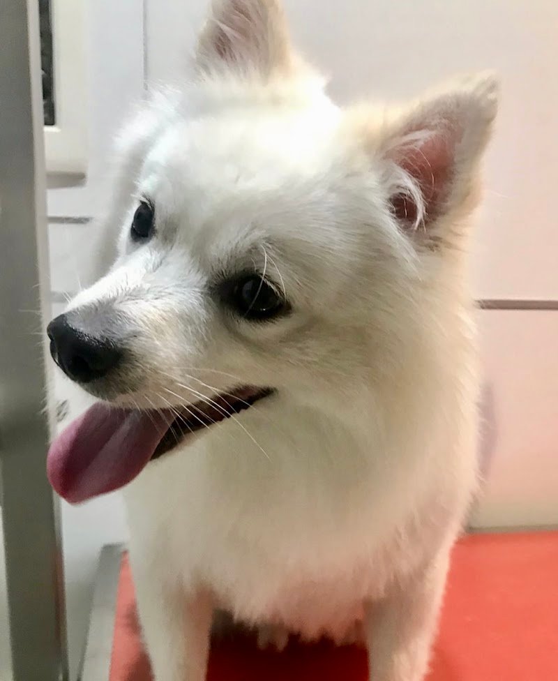 Stray Cats & Dogs - Foto 6