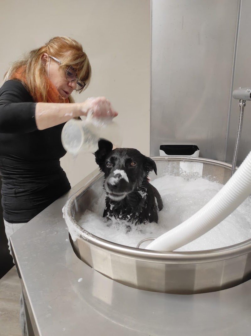 Stylish Dog Toelettatura - Foto 1