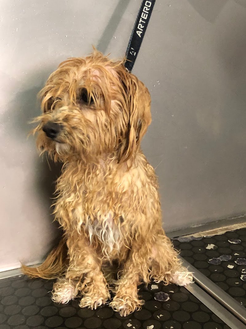 Stylish Dog Toelettatura - Foto 2