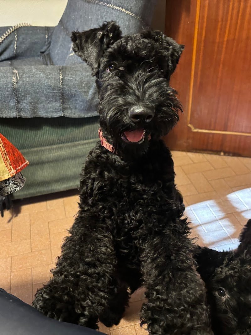 Stylish Dog Toelettatura - Foto 4