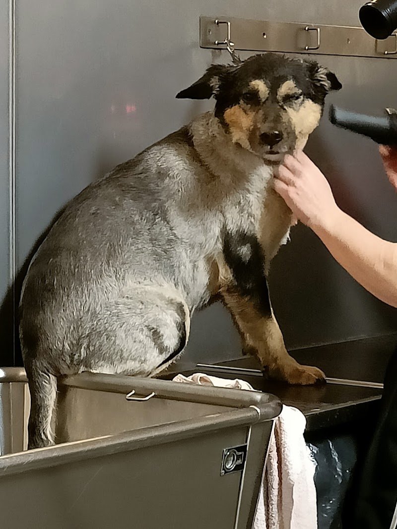 Stylish Dog Toelettatura - Foto 6