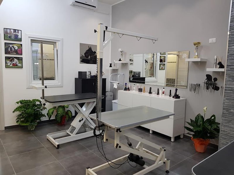 Stylist Dog Toelettatura - Foto 1