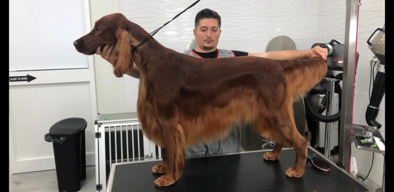 Stylist Dog Toelettatura - Foto 4