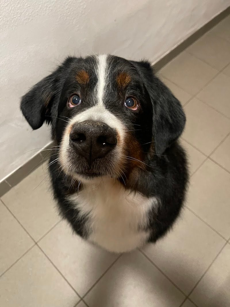 Sweet dog pet beauty & spa di Alessia Martinelli - Foto 2