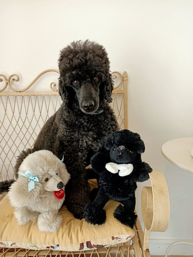 Sweety Doggy - Foto 3