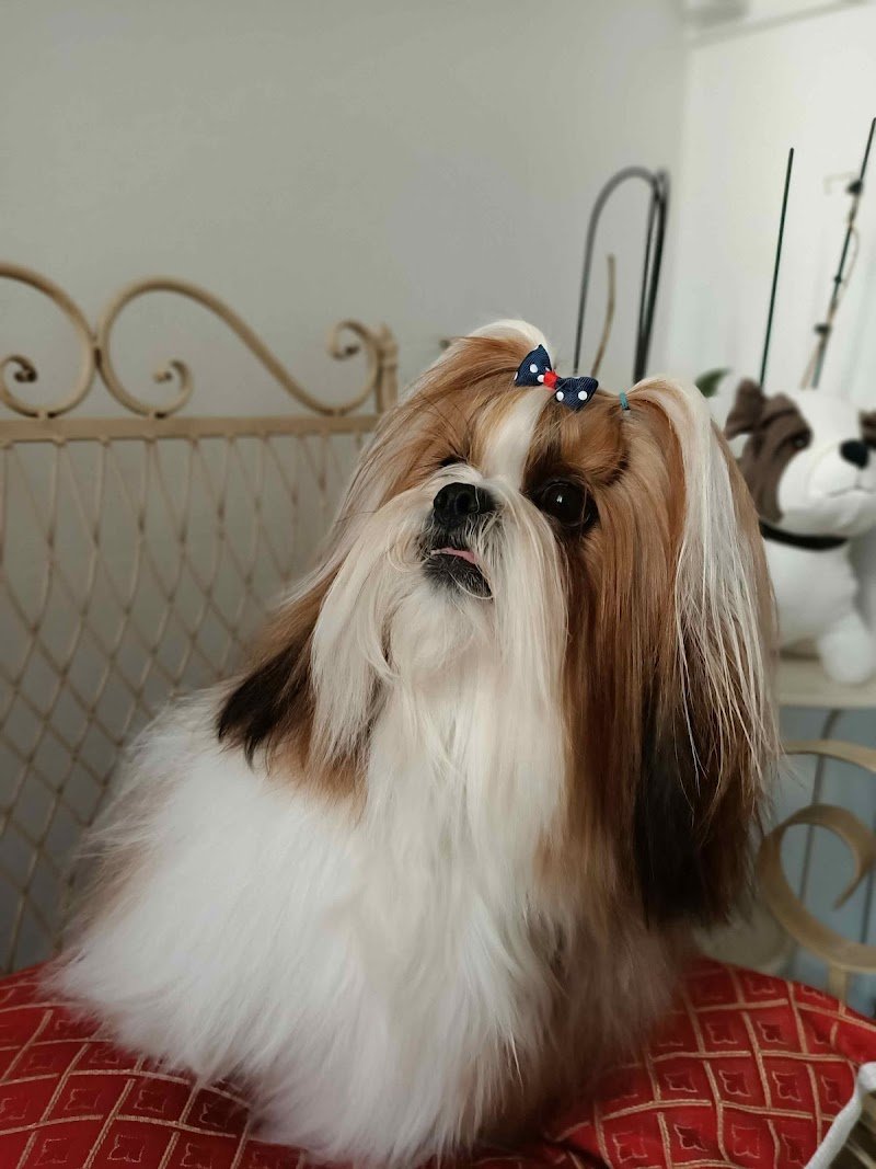 Sweety Doggy - Foto 4