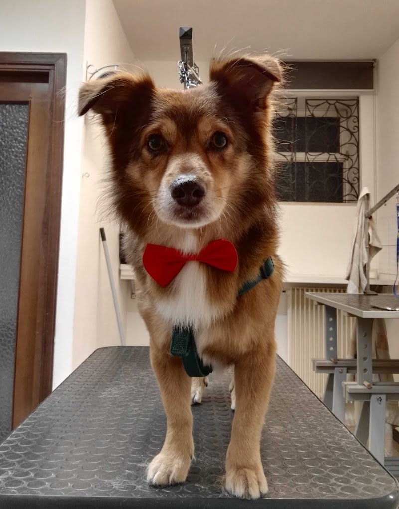 Sweety Doggy - Foto 5