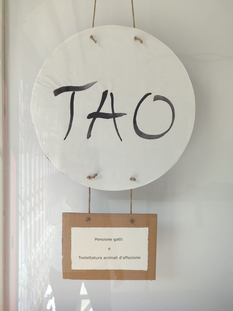 Tao - Pensione gatti e Toelettatura animali - Foto 1